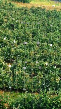 Vertical video: Aerial view pulling upward from canopy, faint grid scaling out to map orchard rows