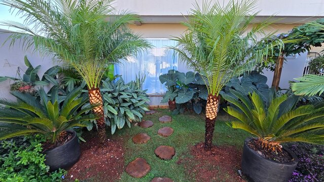 jardim com fenix palmeira tropical 