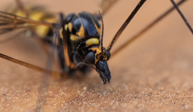 Magnified photograph showcasing wasp, nephrotoma crocata, details against textured bark background