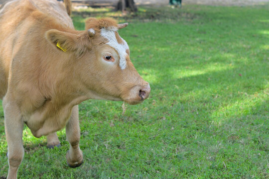 Young beige cow with white blaze and small horns chewing grass in green pasture at Kishon Park, Haifa Bay, Israel &mdash; cattle used for ecological grazing in nature reserve