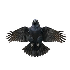 Obraz premium Blackbirdwithoutstretchedwingsisolatedontransparentbackground transparent background
