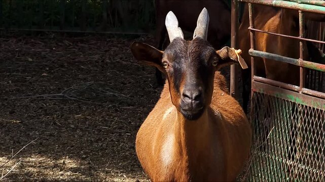 Brown goat close-up portrait staring at camera in bright sunlight. Detailed head shot with focus on eyes and facial features. Curious domestic animal in natural outdoor environment, agriculture and fa