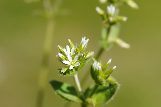 Sticky mouse-ear chickweed, clammy chickweed, Cerastium glomeratum. Small white flowers. Carnation family (Caryophyllaceae). Spring, April, Netherlands