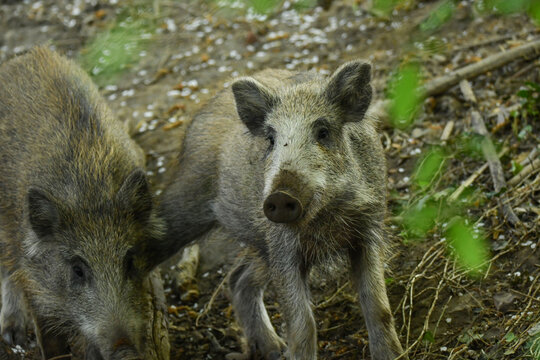 Wildschweine