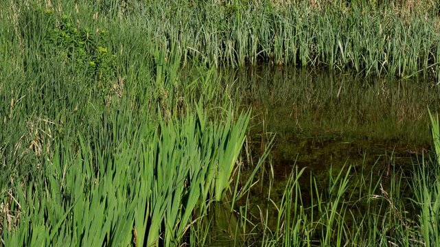Natural shoreline with green reeds