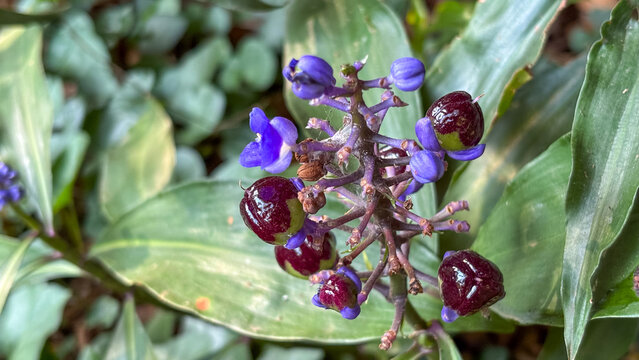 Dichorisandra thyrsiflora with shiny dark purple berries, lilac buds and open yellow flower on purple stem, representing plant life cycle, ideal for botany and biodiversity content.