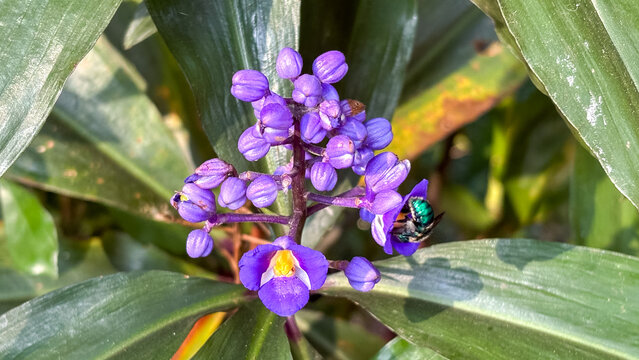Dichorisandra thyrsiflora blue-purple flowers with metallic Euglossa bee pollinating, symbolizing biodiversity and ecological balance, ideal for sustainability and environmental campaigns.