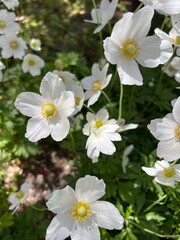 Obraz premium beautiful white flowers, Anemone sylvestris, close up, xeriscape