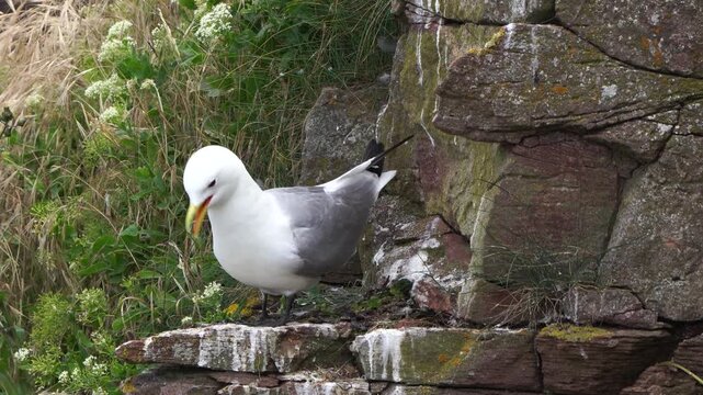 An adult black-legged kittiwake (Rissa tridactyla) calling to another black-legged kittiwake