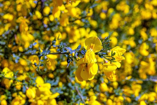 Yellow flowering shrub macro spring bloom cytisus scoparius