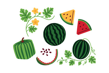Seven unique watermelon elements featuring whole fruit with vines, square varieties, and rare yellow slices. Ideal for educational materials and summer branding. © Sunflower