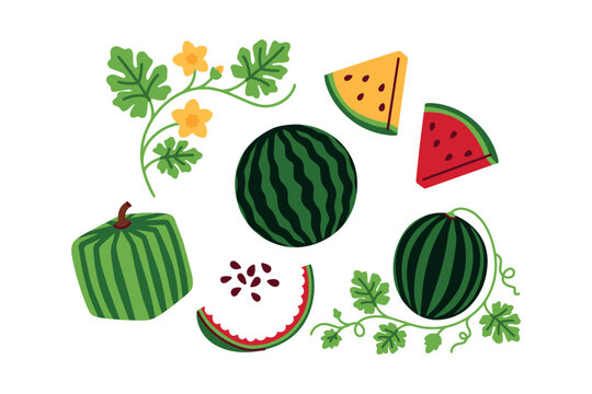 Seven unique watermelon elements featuring whole fruit with vines, square varieties, and rare yellow slices. Ideal for educational materials and summer branding.