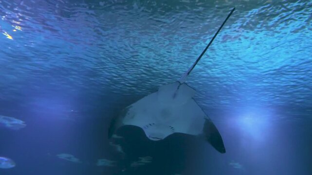 Close up of a stingray slowly swimming around underwater 