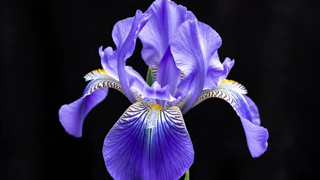 Closeup of a beautiful purple iris flower blooming against a black background.
