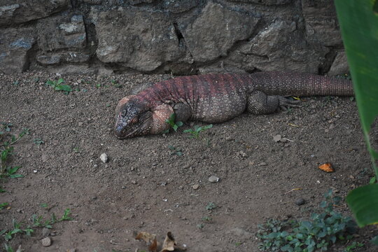 Red tegu (Salvator rufescens) in the Dehiwala Zoo (National Zoological Gardens of Sri Lanka, Dehiwala Zoological Gardens), Dehiwala, Sri Lanka.