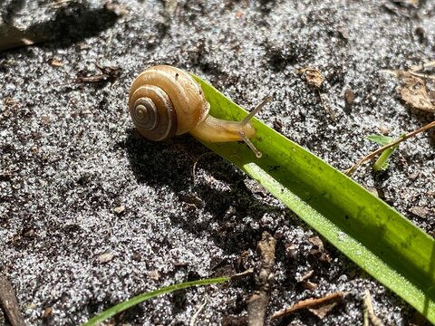 Horntail Snail on a leaf