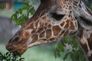 Giraffe (genus Giraffa) in the Dehiwala Zoo (National Zoological Gardens of Sri Lanka, Dehiwala Zoological Gardens), Dehiwala, Sri Lanka. © nuwangarajapaksha