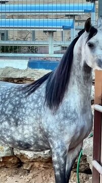 Stallion Shaking Head and Looking at Camera.