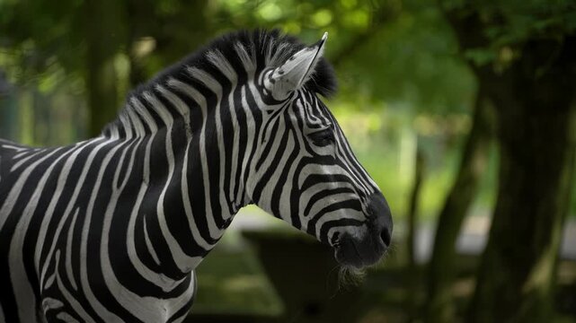 Profile view of a zebra with striped neck and head visible against lush green blurred background. Exotic wildlife portrait. Natural animal pattern and safari atmosphere in soft daylight.