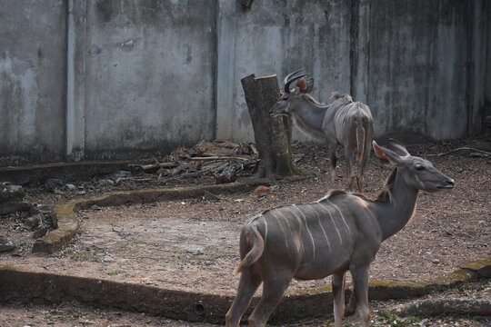Greater kudus (Tragelaphus strepsiceros) in the Dehiwala Zoo (National Zoological Gardens of Sri Lanka, Dehiwala Zoological Gardens), Dehiwala, Sri Lanka.