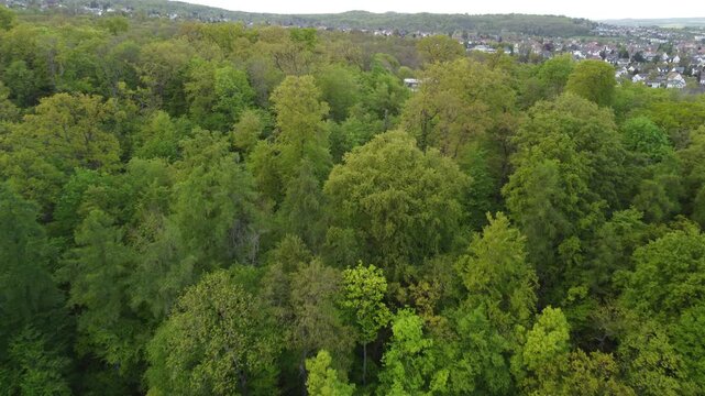 aerial view of forest