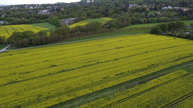rap field