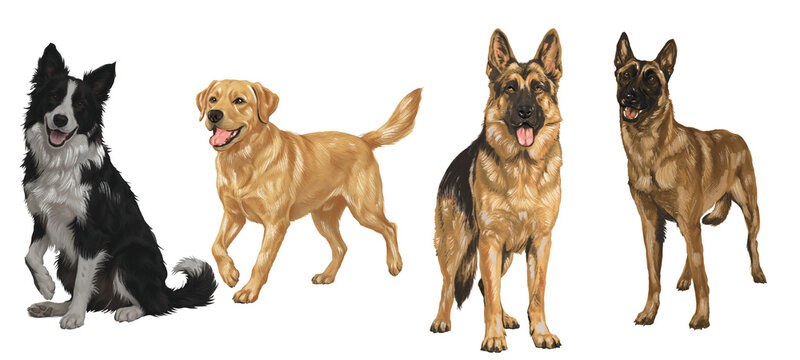 Illustration of canine dogs