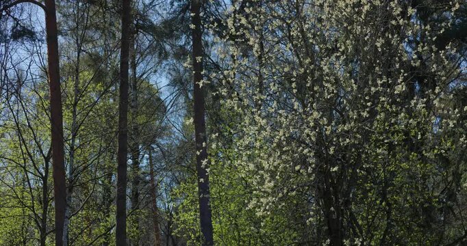 spring park at sunset, flowering willow branches, close up view of bright new greenery illuminated by the back light, black tree trunks, fresh foliage