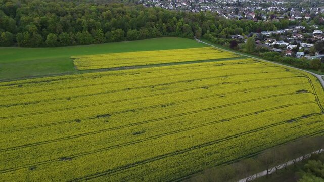 yellow field