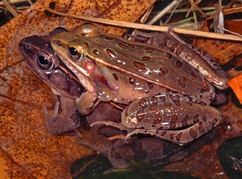 A pair of Southern leopard frogs, Lithobates sphenocephalus, in Amplexus