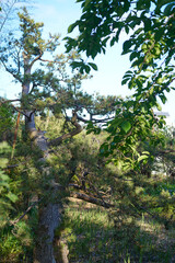 Fototapeta premium Bright Sunlight Piercing Through Radiant Young Canopy, Concept of Purity and Renewal
