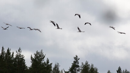 Obraz premium View of Crane birds in Finland