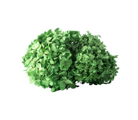 Fototapeta premium Small green bush isolated PNG, fresh decorative garden shrub on transparent background for landscape design