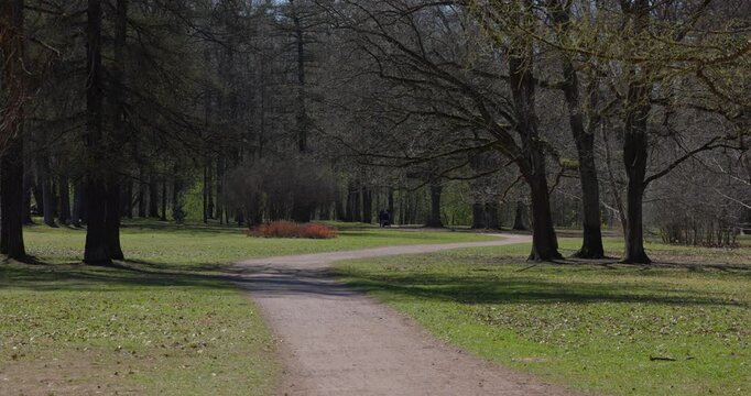 a path through a birch thicket in a spring park at sunset, bright new greenery illuminated by the back light, black tree trunks, fresh foliage