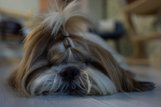 shih tzu dog is lying on the floor in the room