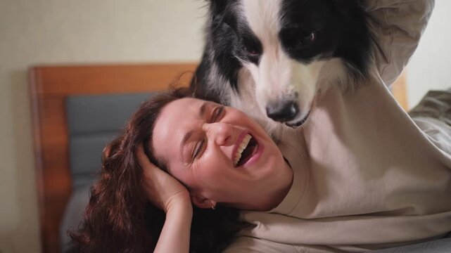 Smiling woman playing with cute puppy dog border collie on bed at home indoor. Owner girl stroking holding dog friend sitting on sofa in living room. Love for pets friendship support team concept