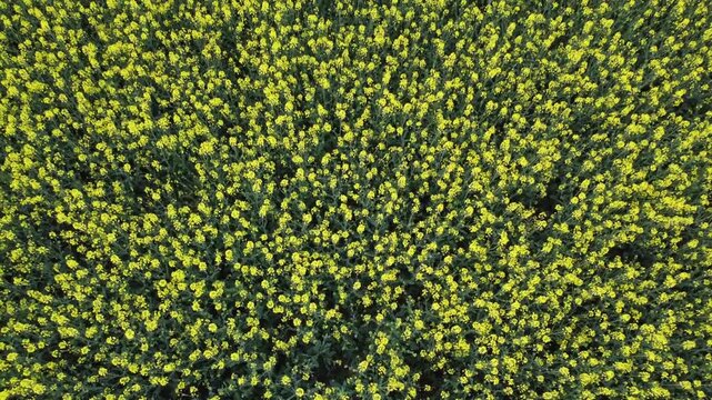 field of rapeseed plants