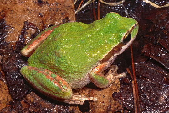 An adult Pacific Treefrog, Pseudacris regilla