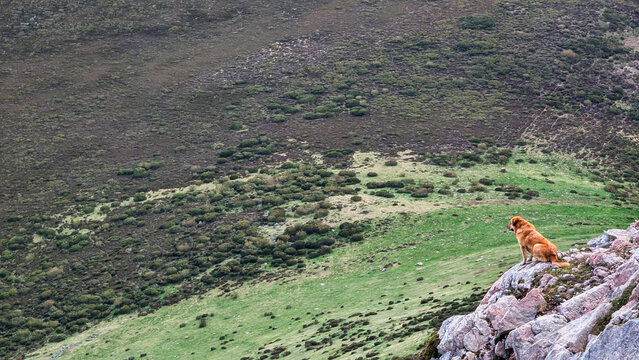 Leonese Mastiff dog sitting on a rocky outcrop overlooking a green mountain valley in Babia y Luna Natural Park, northern Spain