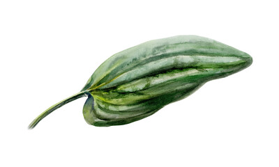 Plantain leaf in realistic watercolor. Green medicinal plantago for organic cough syrup packaging, first aid ointment label, skincare cosmetic branding and homeopathic herbal pharmacy graphics © AnKa