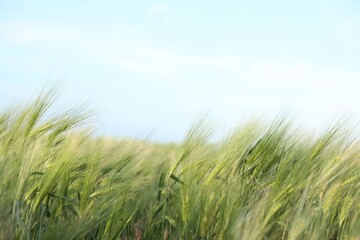 Naklejka premium Wheat spikes growing in field under light blue sky, closeup