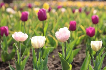 Fototapeta premium Different beautiful tulip flowers growing in park