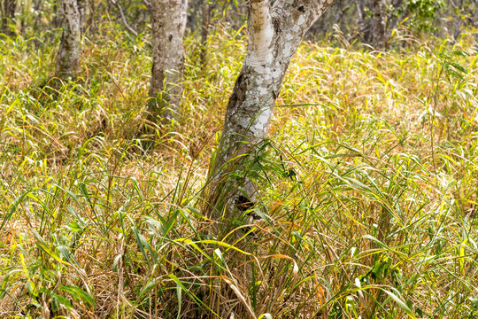Cuba, Cienfuegos, Guanaroca Nature Reserve.  Grass and trees of the Caribbean.