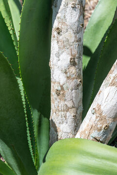Cuba, Cienfuegos, Guanaroca Nature Reserve.  Smooth tree bark and yucca plant.
