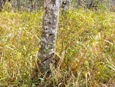 Cuba, Cienfuegos, Guanaroca Nature Reserve.  Grass and trees of the Caribbean.