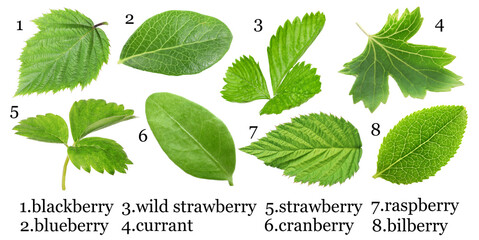 Fresh green leaves of berry plants on white background. Collage with names © New Africa