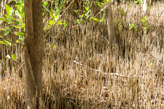 Cuba, Cienfuegos, Guanaroca Nature Reserve.  Grass and trees of the Caribbean.