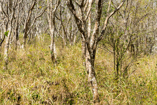Cuba, Cienfuegos, Guanaroca Nature Reserve.  Grass and trees of the Caribbean.