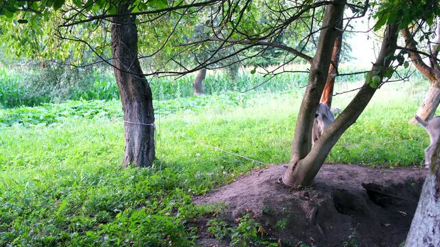 Two young goats explore and play near a dug hole in a rural garden by an old white house. They move around the trees, searching the ground for food in a calm countryside setting. 
