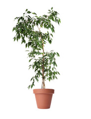 Obraz premium Beautiful ficus in pot on white background. House plant